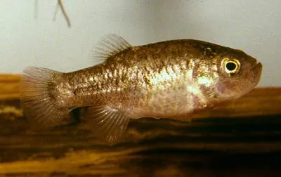 Catarina pupfish (Megupsilon aporus)
