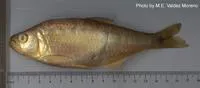 Catemaco characin (Bramocharax caballeroi)