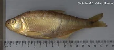 Catemaco characin (Bramocharax caballeroi)