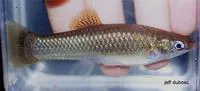 Catemaco molly (Poecilia catemaconis)