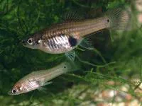 Catemaco platyfish (Xiphophorus milleri)