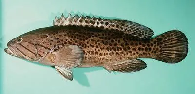 Catface grouper (Epinephelus andersoni)
