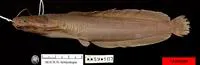 Catfish (Clarias laeviceps laeviceps)