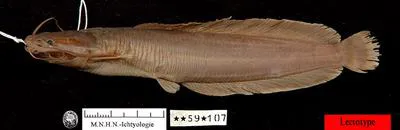 Catfish (Clarias laeviceps laeviceps)