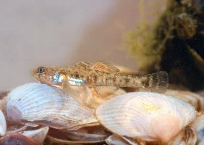 Caucasian dwarf goby (Knipowitschia caucasica)