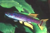 Caudal-stripe killi (Aphyosemion caudofasciatum)