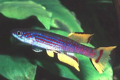 Caudal-stripe killi (Aphyosemion caudofasciatum)