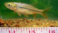 Cauvery rasbora (Rasbora caverii)