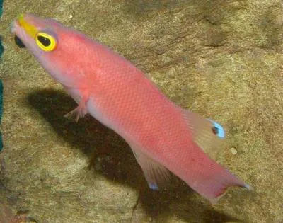 Cave bass (Liopropoma mowbrayi)