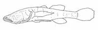 Cave gudgeon (Milyeringa veritas)