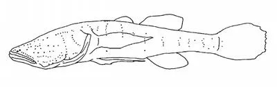 Cave gudgeon (Milyeringa veritas)