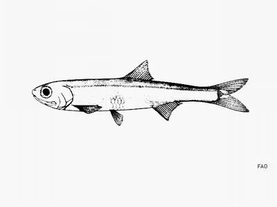 Cayenne anchovy (Anchoviella cayennensis)