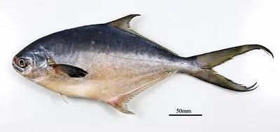 Cayenne pompano (Trachinotus cayennensis)