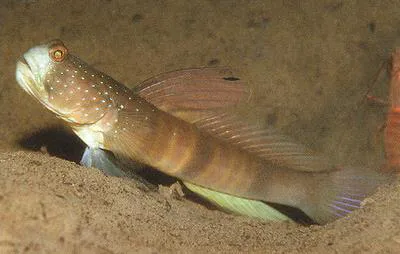 Cebu shrimpgoby (Cryptocentrus cebuanus)