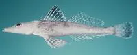 Celebes flathead (Thysanophrys celebica)