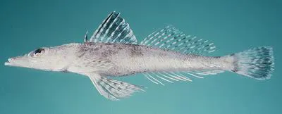 Celebes flathead (Thysanophrys celebica)