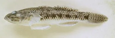Celebes goby (Glossogobius celebius)