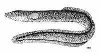 Celebes longfin eel (Anguilla celebesensis)