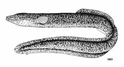 Celebes longfin eel (Anguilla celebesensis)