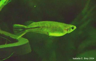 Celebes medaka (Oryzias celebensis)