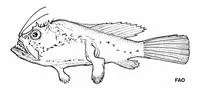 Celebes monkfish (Sladenia remiger)