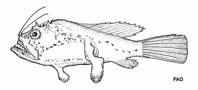 Celebes monkfish (Sladenia remiger)
