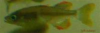 Celebes rainbow (Telmatherina celebensis)