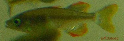 Celebes rainbow (Telmatherina celebensis)
