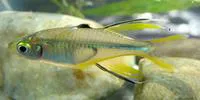Celebes rainbowfish (Marosatherina ladigesi)