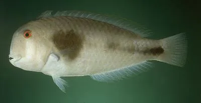 Celebes razorfish (Iniistius celebicus)