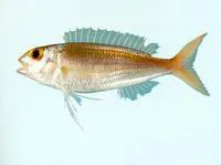 Celebes threadfin bream (Nemipterus celebicus)