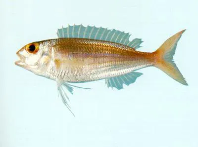 Celebes threadfin bream (Nemipterus celebicus)
