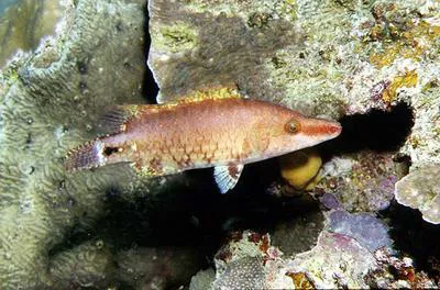 Celebes wrasse (Oxycheilinus celebicus)