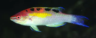 Cenderawasih wrasse (Cirrhilabrus cenderawasih)