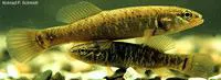Central mudminnow (Umbra limi)