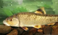 Central stoneroller (Campostoma anomalum)