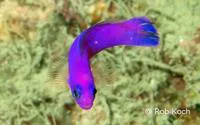 Cerise dottyback (Chlidichthys johnvoelckeri)