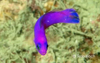 Cerise dottyback (Chlidichthys johnvoelckeri)