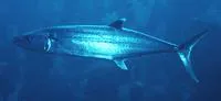 Cero (Scomberomorus regalis)