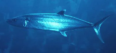 Cero (Scomberomorus regalis)