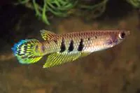 Ceylon killifish (Aplocheilus dayi)