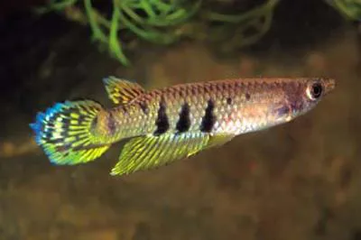Ceylon killifish (Aplocheilus dayi)