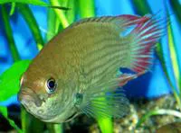 Ceylonese combtail (Belontia signata)