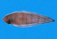 Chabanaud's tonguefish (Symphurus chabanaudi)