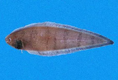 Chabanaud's tonguefish (Symphurus chabanaudi)