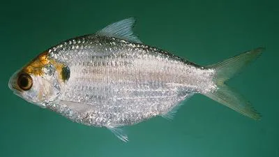 Chacunda gizzard shad (Anodontostoma chacunda)