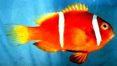 Chagos anemonefish (Amphiprion chagosensis)