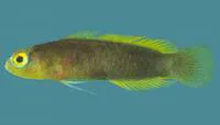 Chagos dottyback (Chlidichthys chagosensis)