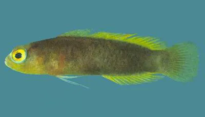 Chagos dottyback (Chlidichthys chagosensis)