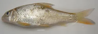 Chaguni (Chagunius chagunio)